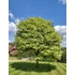 Korai juhar - Acer platanoides