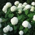 Cserjés hortenzia - Hydrangea arborescens 'Annabelle'