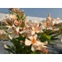 Leander - Nerium Oleander 'Arancio'