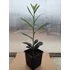 Babérmeggy - Prunus l. Novita Szállítás: május 25.-e után