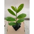 Babérmeggy - Prunus l. Novita Szállítás: május 25.-e után