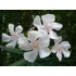 Leander - Nerium Oleander 'Bianco'