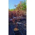 Selyemmirtusz - Lagerstroemia Black Diamond 'Shell Pink'
