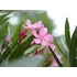 Leander - Nerium Oleander 'Fucsia'
