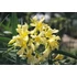 Leander - Nerium Oleander 'Giallo'
