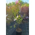 Selyemmirtusz - Lagerstroemia Indica 'Dynamite'