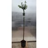 Törzses tarkalevelű japán fűz - Salix integra 'Hakuro Nishiki'
