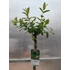 Törzses tarkalevelű japán fűz - Salix integra 'Hakuro Nishiki'