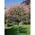 Törzses tarkalevelű japán fűz - Salix integra 'Hakuro Nishiki'