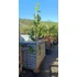 200 cm Kiwi Hayward- Tomuri csomag (5 db)
