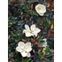 Örökzöld magnólia - Magnolia Grandiflora