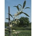 Olajfa - Olea Europea