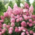 Bugás hortenzia - Hydrangea paniculata 'Pink Diamond'