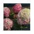 Bugás hortenzia - Hydrangea paniculata 'Polestar'