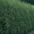 50 cm Leylandi ciprus 'Oger' - Cupressocyparis leylandii 'Oger'