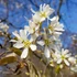 Mézalmácska - Amelanchier Lamarackii