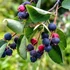 Mézalmácska - Amelanchier Lamarackii