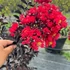 Selyemmirtusz - Lagerstroemia Black Diamond 'Crimson Red'