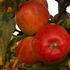 Braeburn alma
