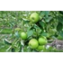 Granny Smith alma