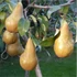 Bosc Kobak körte