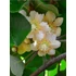 Kiwi porzó - Actinidia Deliciosa 'Tomuri'