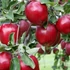 Top Red Delicious alma