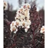 Selyemmirtusz - Lagerstroemia Black Diamond 'Pure White'