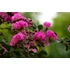 Selyemmirtusz - Lagerstroemia Black Diamond 'Purely Purple'