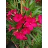 Leander - Nerium Oleander 'Rosso'