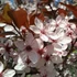 Vérszilva - Prunus cerasifera 'Woodi'